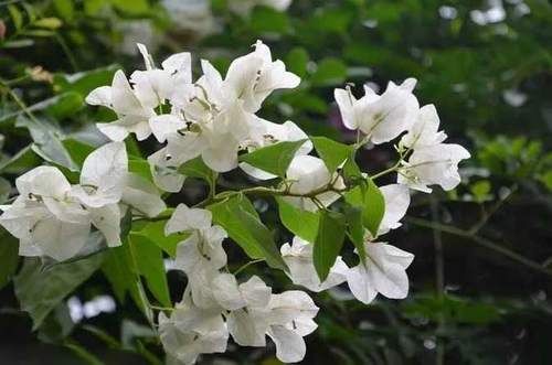  「艳丽」此花是飞舞在花丛中绚丽缤纷的精灵，缤纷艳丽，带来快乐与幸运！