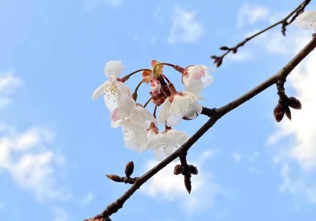  『春风』四月春风，吹开桂乡花季~