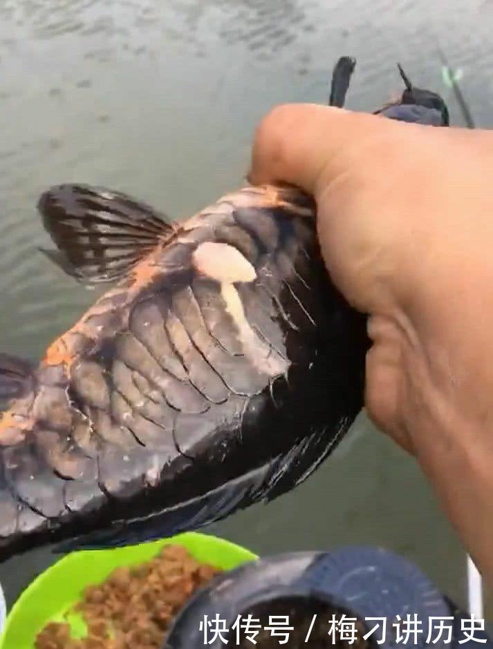  [天门]湖北天门钓起神奇“黑龙鱼”，模样稀奇罕见，网友：危险
