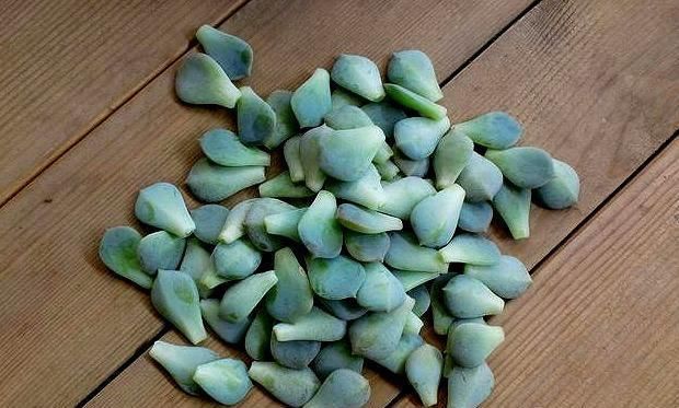  #不难#多肉叶插繁殖真不难，3细节注意到，一片就“爆崽”轻松变10盆