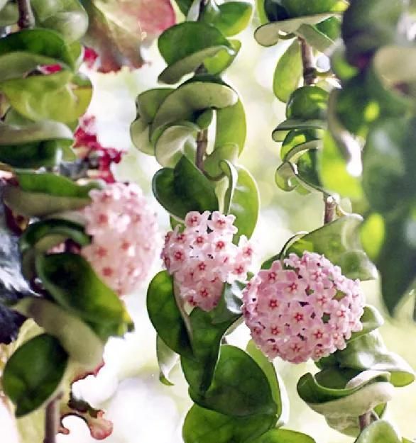  「气根」4月是这7种花的绝佳生长期，房前屋后都爬满！开出一堵花墙！