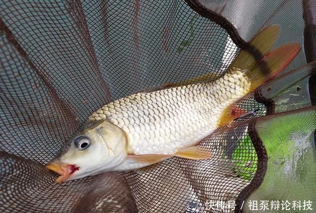 【情况下钓】春季垂钓:何时钓深?何时钓浅?看完这篇文章你就懂了