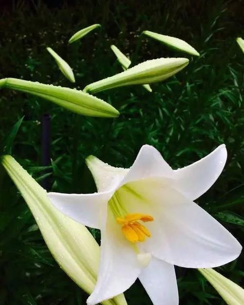  『代表着』花友选出了自己认为最美的50种花
