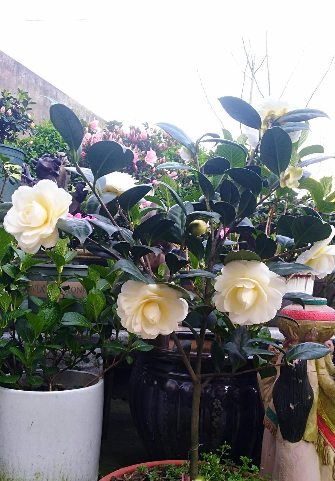  『传统』此花是中国传统名花，可媲美牡丹，植株低矮，还可盆栽观赏