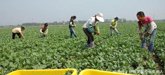 赚钱越来越难农民朋友不妨看看今年最火的5个项目！