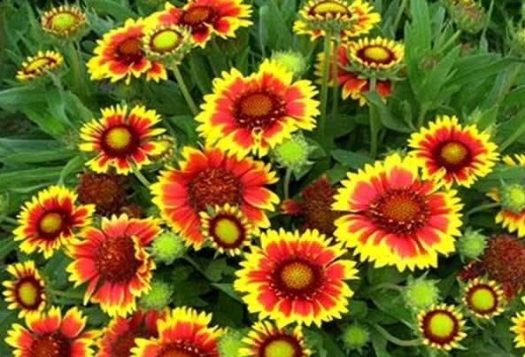  「夏季」这种花，花色艳丽，皮实耐造，耐高温和炎热，夏季家养最合适