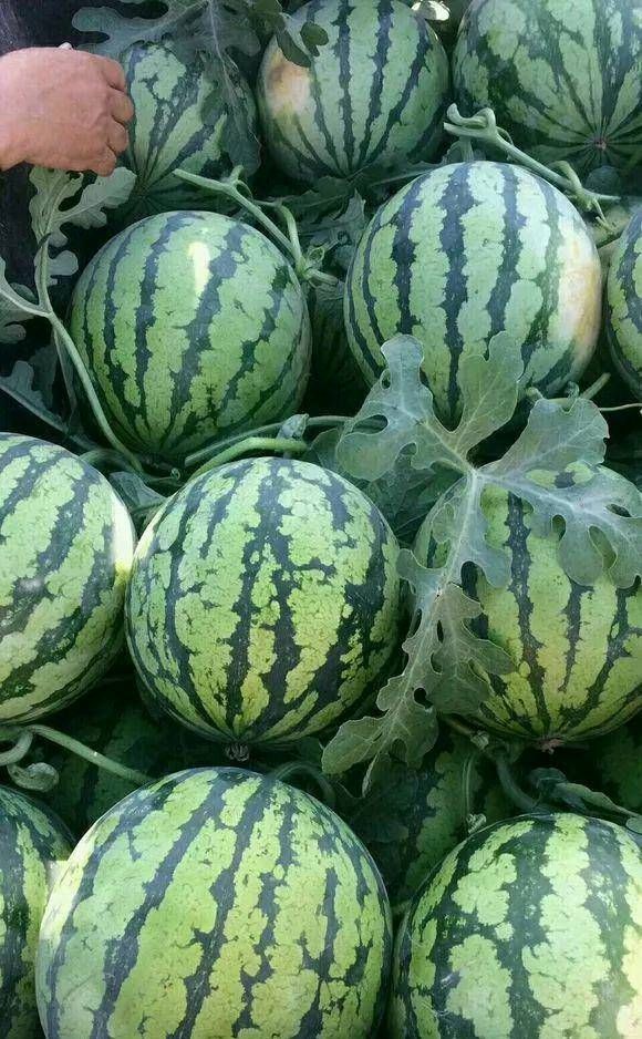  「花肥」吃完西瓜皮就扔？可惜它被制成了肥水，栀子花和茉莉花！