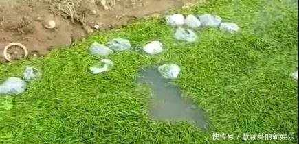 辣椒1元3斤没人要, 菜农整箱倒掉, 汇成“辣椒河”, 绵延数百米