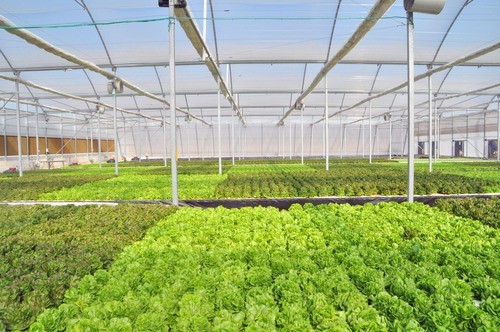 河南内乡：用科技“武装”农业 打造高效农业新名片