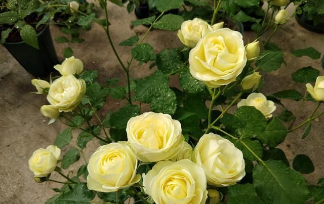  室内|此种观赏花卉，花期超级久，周年开花，漂亮又好养，室内也能种
