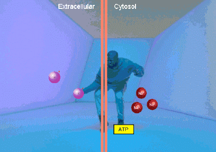  最为常见■10张炫酷动图, 让你秒懂高中生物重要原理，理解更深刻