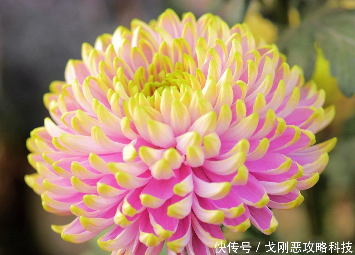  适合@3种花好养又漂亮，15天浇水一次，蹭蹭长爆盆，很适合新手养护