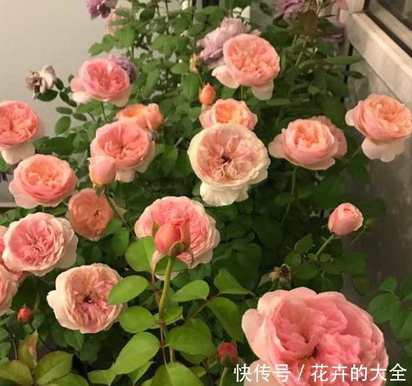  『开爆』春季如何给月季施肥？注意“技巧”，满树花苞，一次开爆！