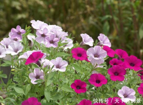 『试试』谁说封闭阳台养不好花,试试这4种,沾土就能活,开花美翻天!
