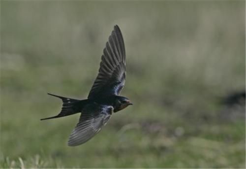  【减少】中国人几乎不吃燕子，为何燕子的数量反而减少？专家是