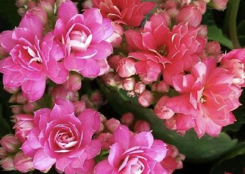  #长寿花#窗台可以放“1种花”，养2年，剪下“6根”枝条沾水，繁殖6盆！
