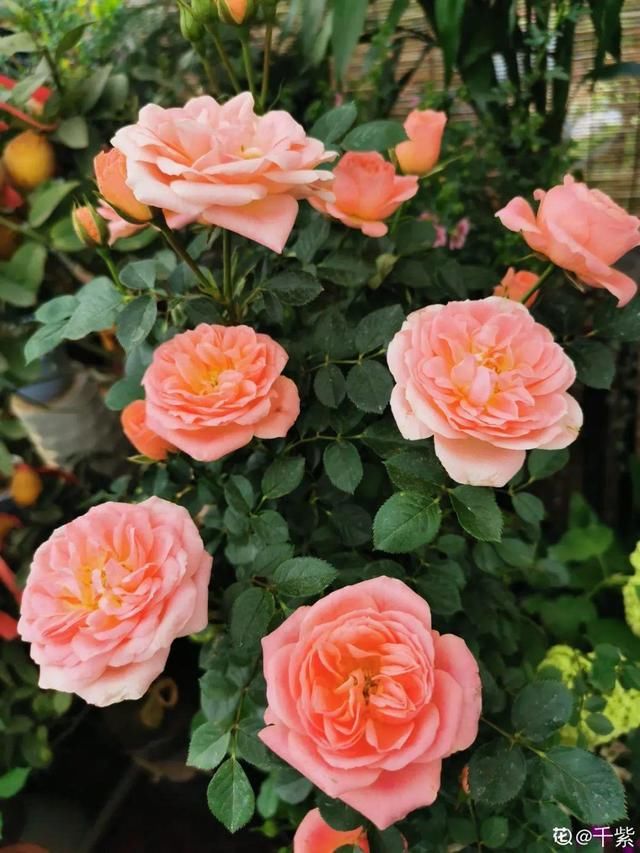  「溶液里浸泡」1粒小药片，碾碎丢水里，花像吃了兴奋剂疯长！