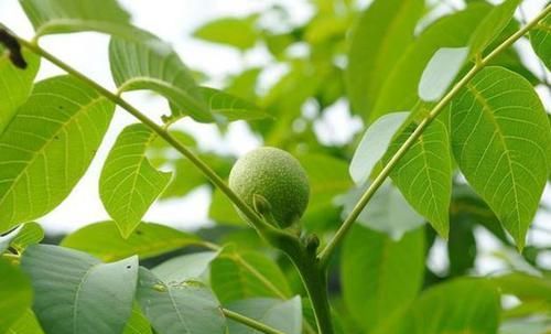  「枝条」核桃树枝的分类，需要注意的事项，谨记这3点
