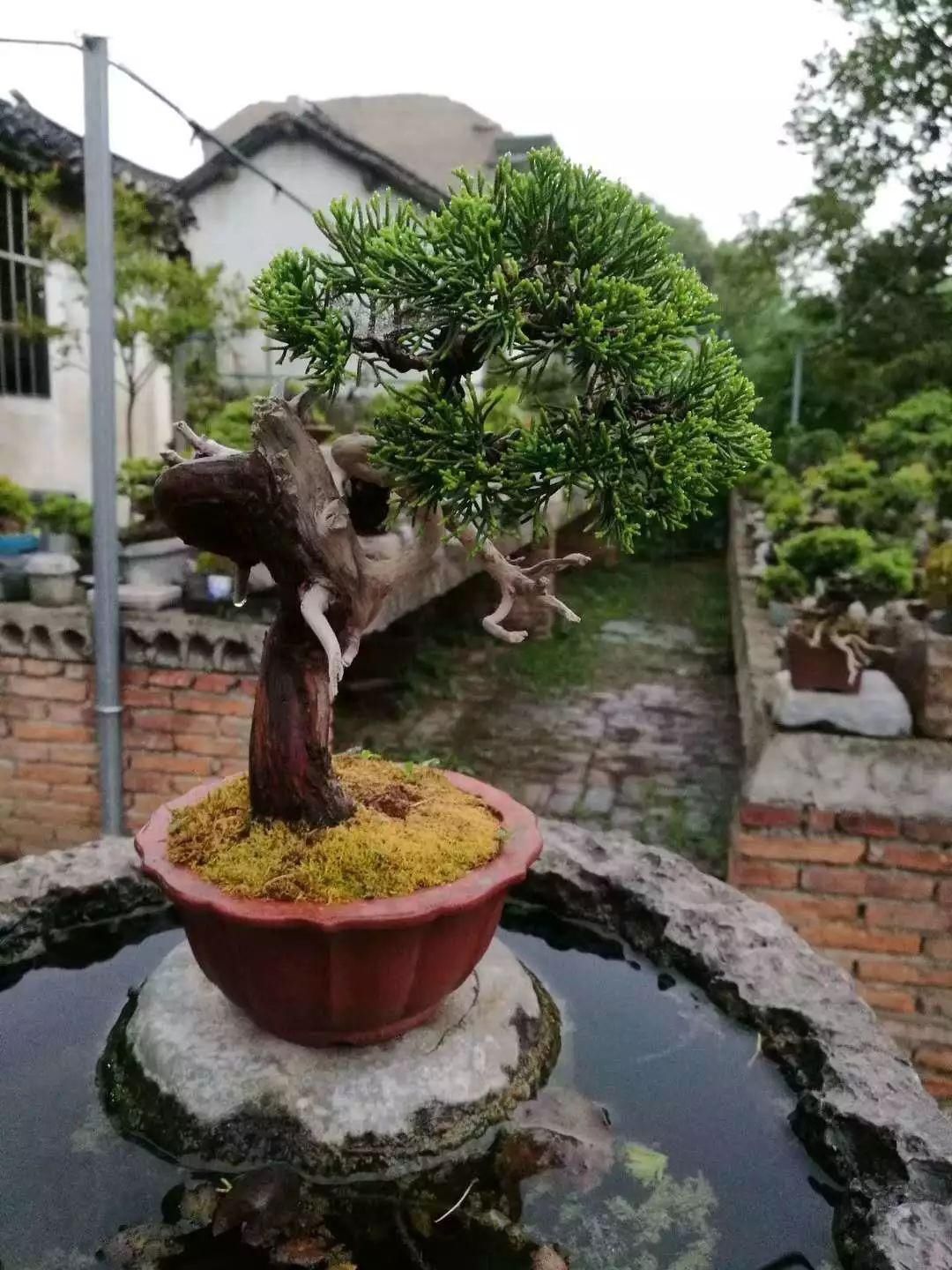  『树木』舍利干虽美，形成却残酷，向你展示舍利干盆景艰辛形成历程！