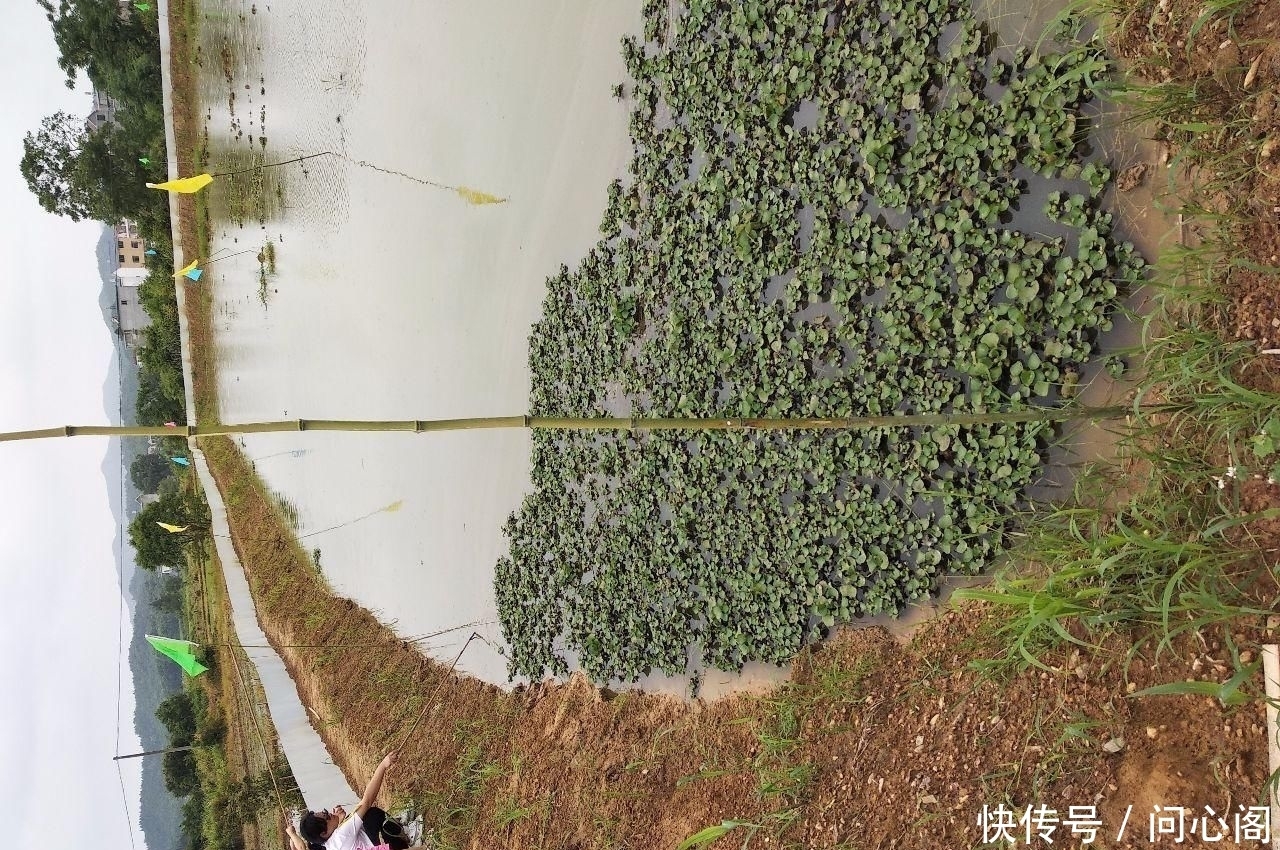 鱼塘|乡下堂哥家鱼塘钓龙虾, 新鲜的猪肝pk青蛙做饵