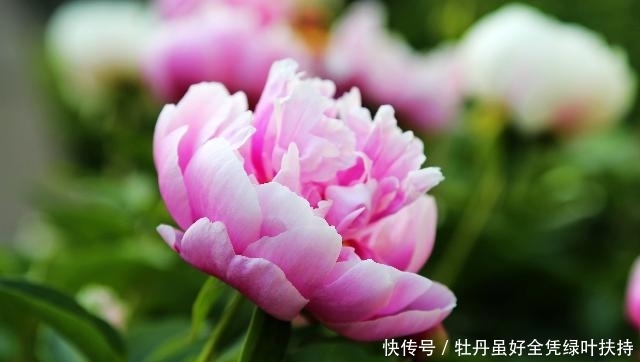  『名花』想学养花，不如养盆“阳台名花”勺药花，鲜艳欲滴，高傲娇艳