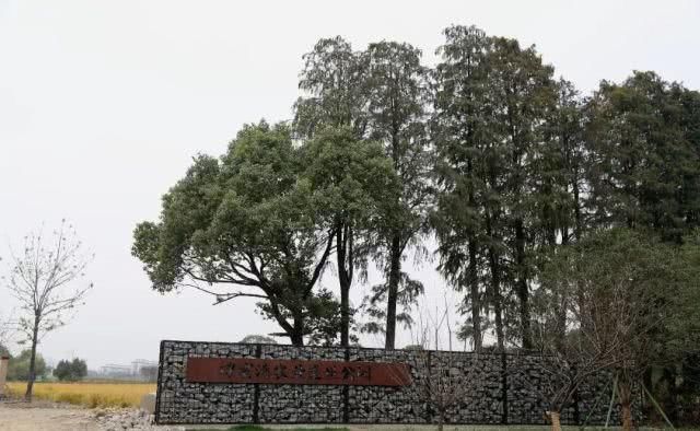 两条运河孕育、滋养出了桐乡这个千年风情古镇