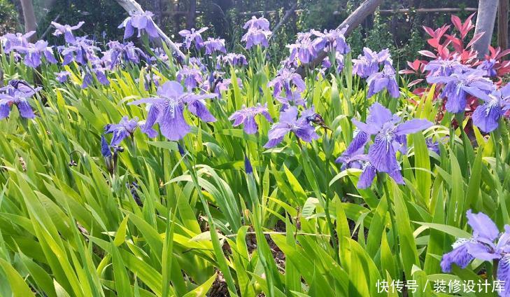 『蓝色』6种蓝色系的花,最适合夏天养,清凉又舒爽!