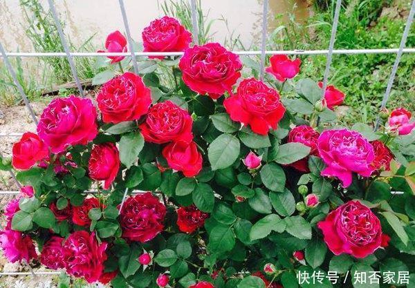 『漂亮』春天养花首选“它”,好养长得快,漂亮又芳香,2年长成一片花海