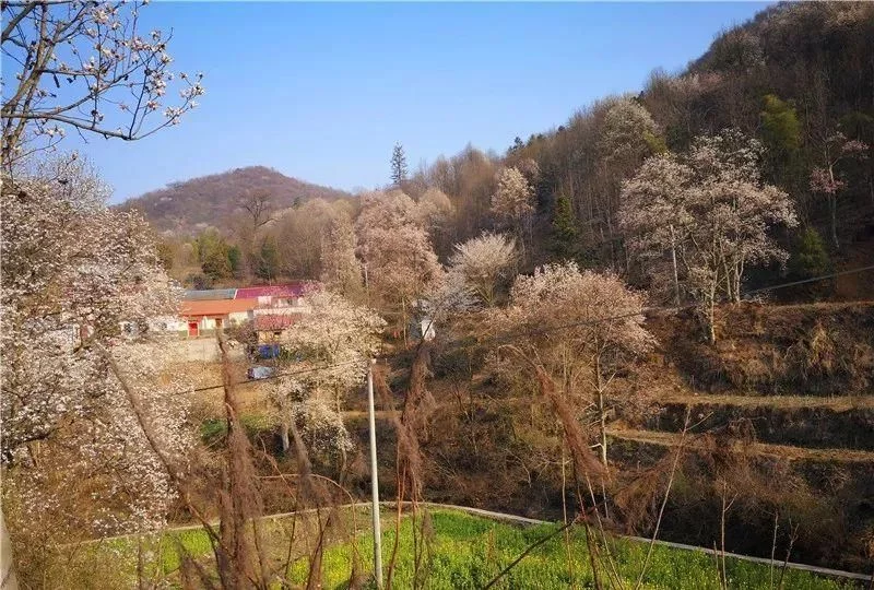 3月,低调六安意外爆红!一组照片,全国人民都被美哭了!【2020热门旅游景点】