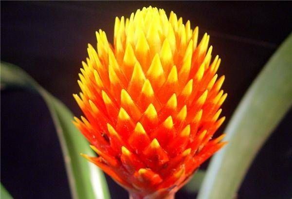  菠萝：菠萝花黄叶的原因是什么？让我们看看这里