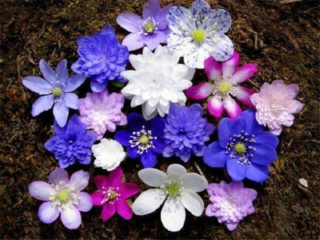  【雪一】世界上有一种花美如精灵，盛开在雪地里，雪一融化它就凋谢