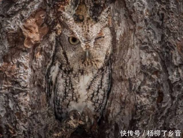 旅游随便拍的照片,回家一看魂都差点吓没了,树里居然有活物!