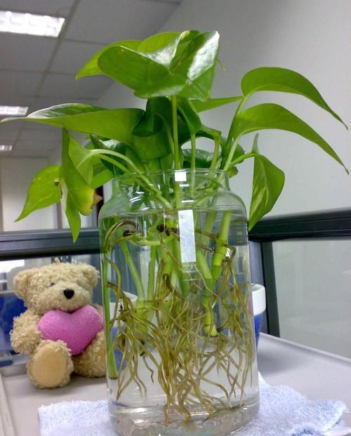  『绿萝』家庭常见植物，绿萝可不少，想要长得快，得了解喜欢什么样的肥料