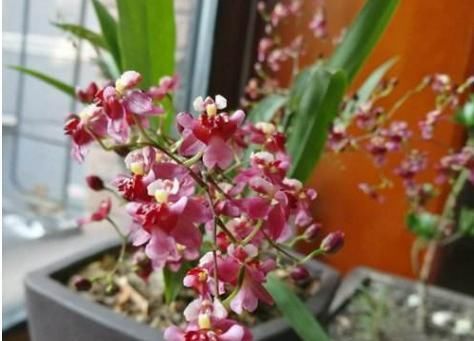  『轻盈』此花，花茎轻盈下垂，花朵奇异可爱。