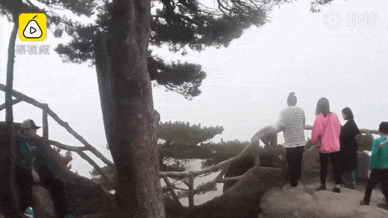 男子在黄山旅游不要命，爬到悬崖松树上拍照……