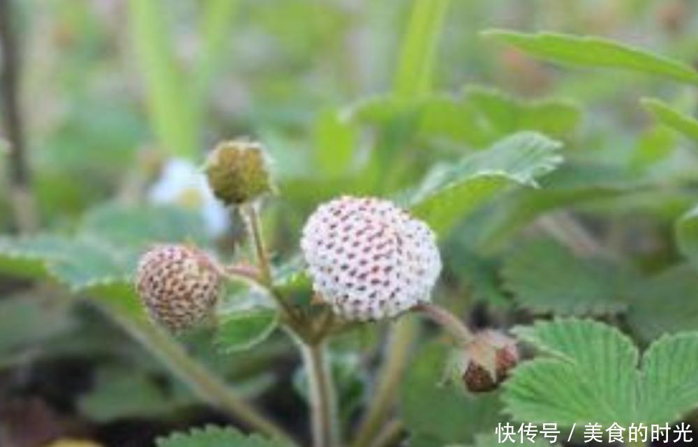  【草莓】它被称为“野草莓”，农村小孩当零食吃，殊不知治口腔