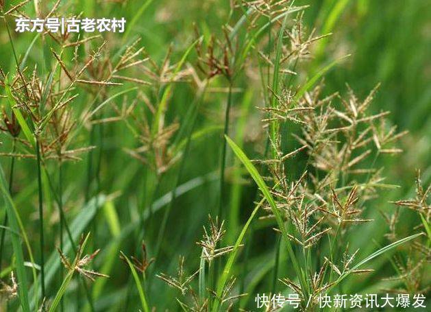  [根部]农村人称“回头青”的野草，牲畜都不喜欢食用，其实根部