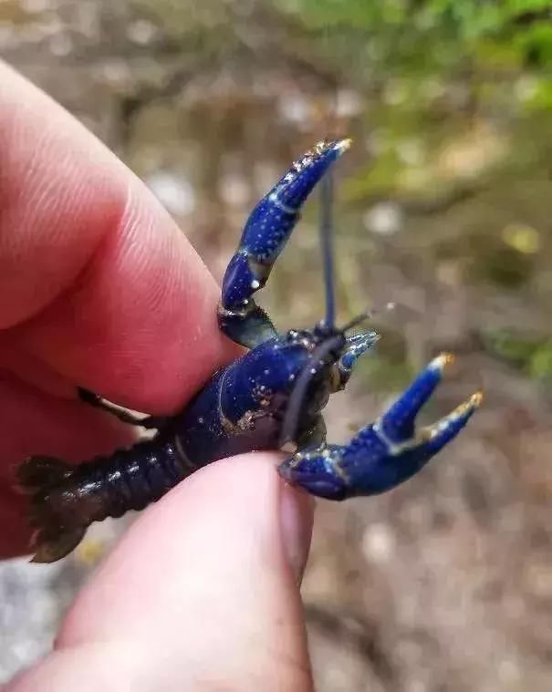 25张令人大开眼界的照片，居然一张都没有PS过！