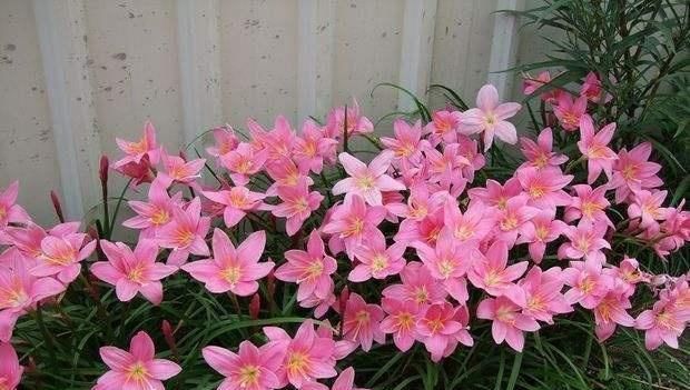  [娇艳]这“花”神奇，“下雨”前夕必开花，1年开花无数，朵朵娇艳