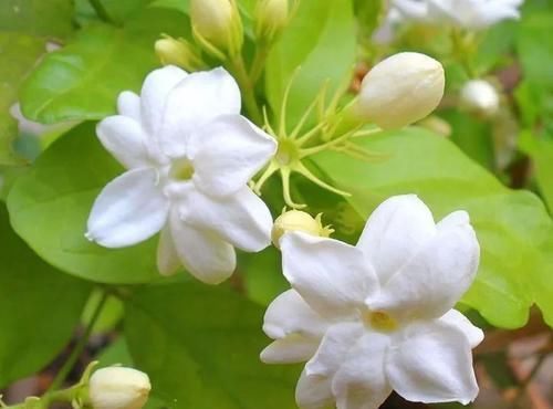 卧室里面■这几种植物适合养在卧室里,可适当净化空气