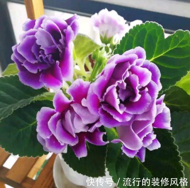 「养花」喜欢家中养花,就选几种,开花美寓意吉祥,花色娇艳花期长的花