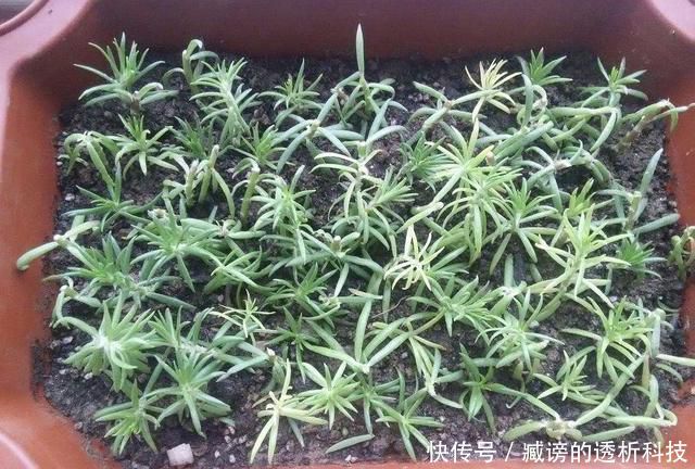  『蓝雪花』春天养了“4种花”，一出太阳就开花，花量大颜色美，是开花机器