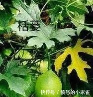 『彭汝砺』古代奇特美容术,北方契丹女子冬天专用