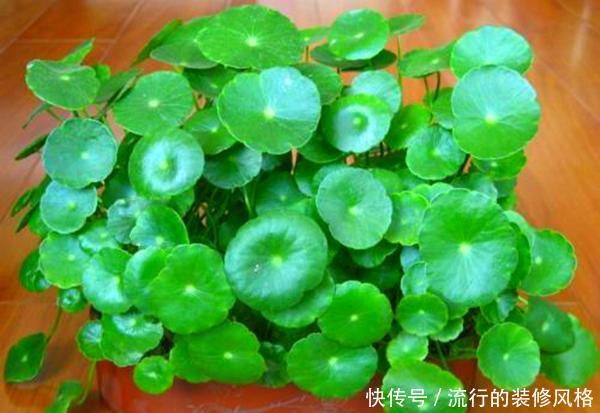  『铜钱草』这2种花最喜欢喝水了，到了盛夏一定要多浇水，不断水就不萎蔫
