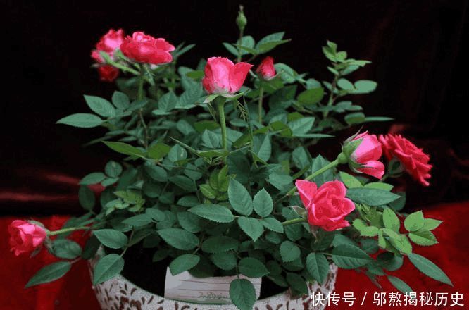  『厉害』最厉害的养花营养液给花喝勺糖水，叶子绿的流油，比花肥厉害