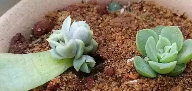  『植物』叶片肥厚多汁，多肉肉嘟嘟爱不释手，具体的叶插方法你会吗？