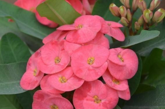 刺梅|虎刺梅7月前，就是缺点“它”，吃好了，花开盆盆“红似火”