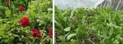  「花园」杨幂晒出自己的豪宅，花园被爸爸拿来当菜园，千万豪宅也被浪费了