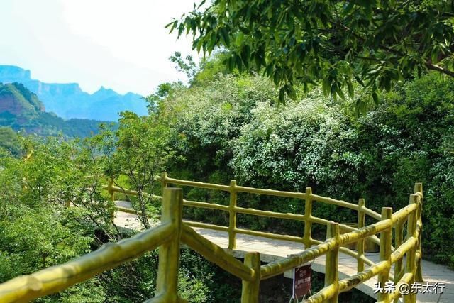  [太行]河北东太行绣线菊盛开，米白色花朵淡淡清香弥漫全山，令人痴醉