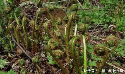 这种植物, 若遇到了，请别“连根拔起”, 当今真的好珍贵